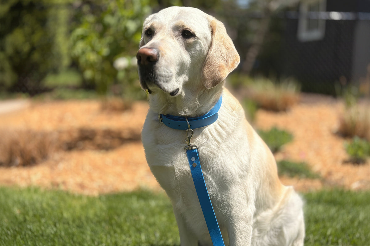 Collier imperméable pour chien