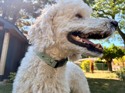 Collier imperméable pour chien