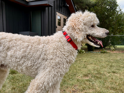 Collier imperméable pour chien