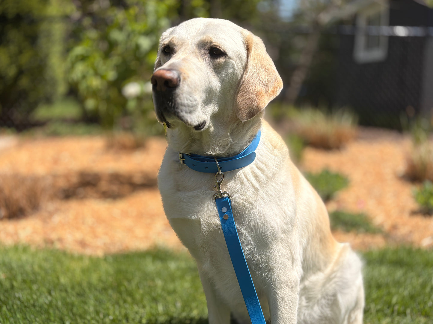 Waterproof Dog Collar