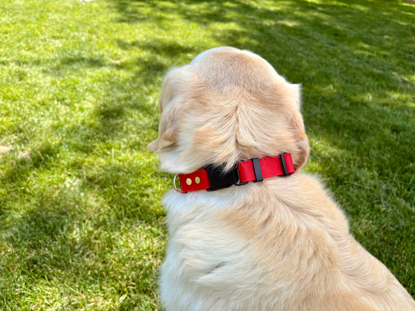 Collier imperméable pour chien