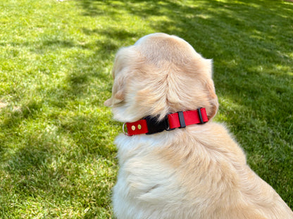 Collier imperméable pour chien