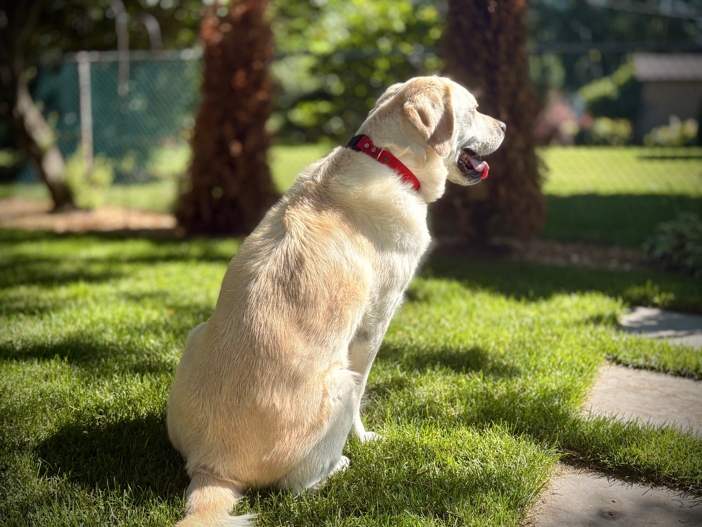 Waterproof Quick Release Dog Collar