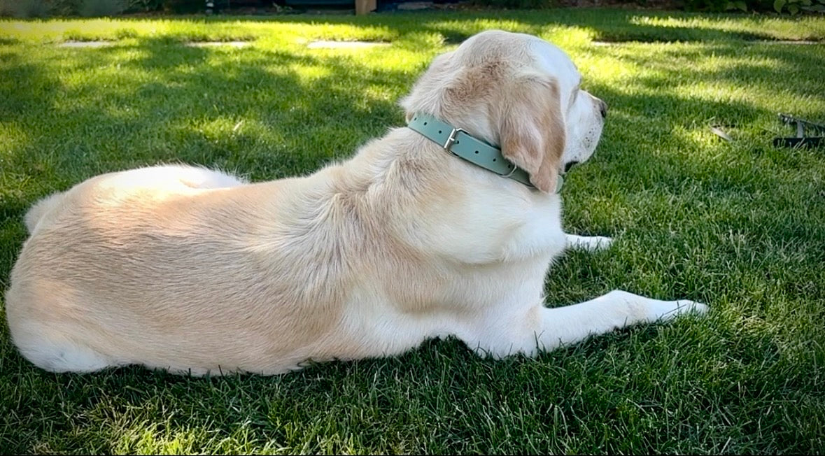 Waterproof Dog Collar