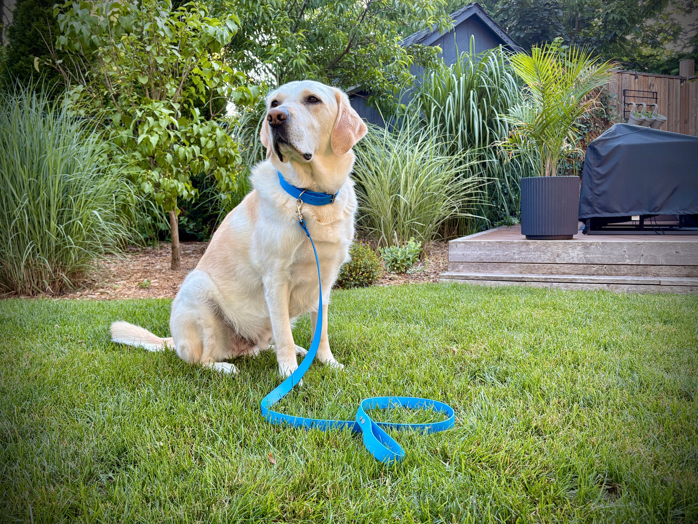 Waterproof Dog Leash